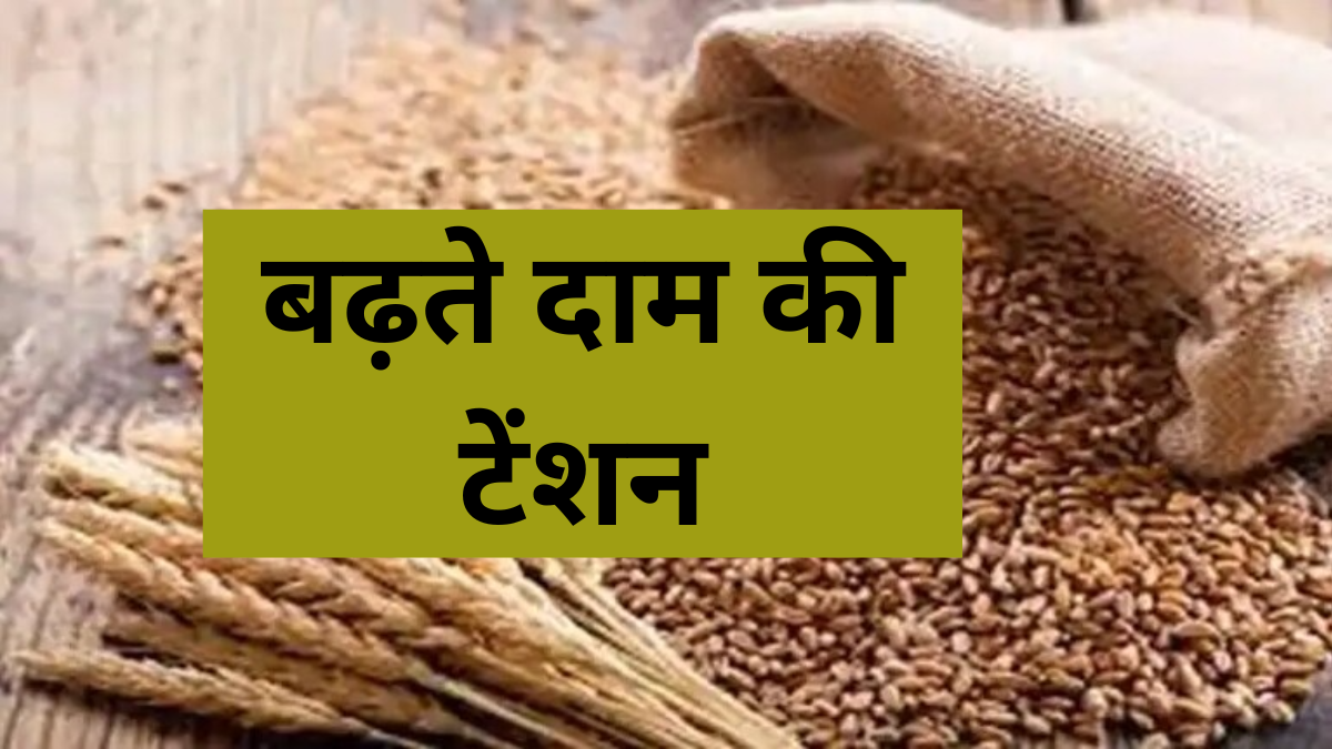 Wheat Price: गेहूं की बुवाई ने बनाया रिकॉर्ड, इस साल कम हो सकती है बढ़ती दाम की टेंशन