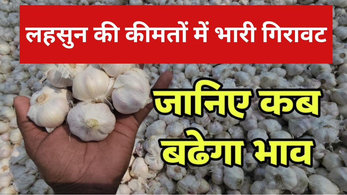लहसुन के कीमतों में भारी गिरावट किसानों में नाराजगी  क्या फरवरी में बड़ेगा भाव