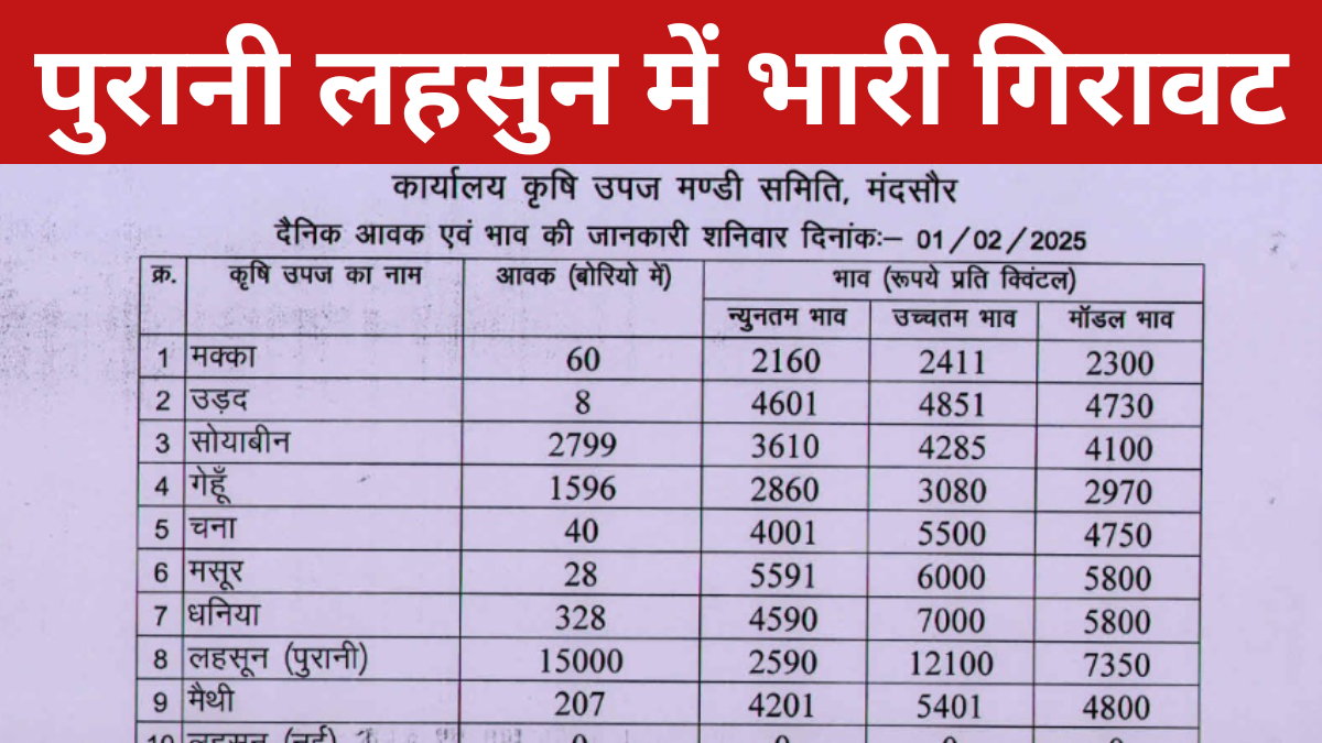 मंदसौर कृषि उपज मंडी में पुरानी लहसुन में भारी गिरावट